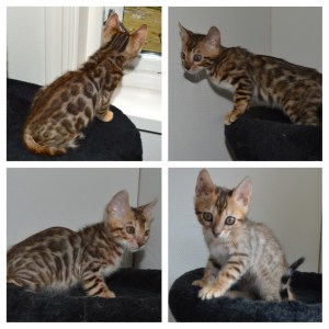 Dhara, Dev og Adan, 11 uker