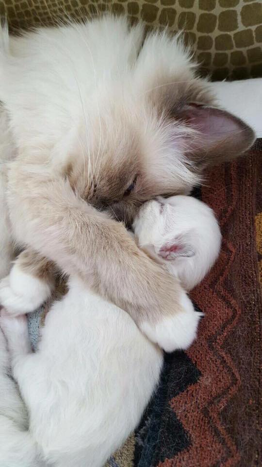 Mother and daughter from Leap-Year-litter