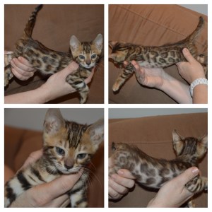 Bengalkattungene, 7,5 uker