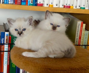 Kleopatra og Cecar, 6 uker