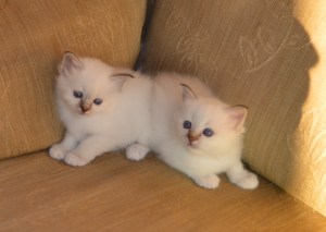 The girls La Rambla and Pedrera, SBI b 21.