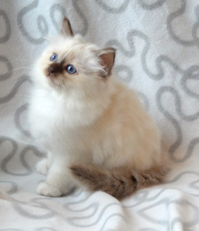 Shapur Keram, 9 weeks