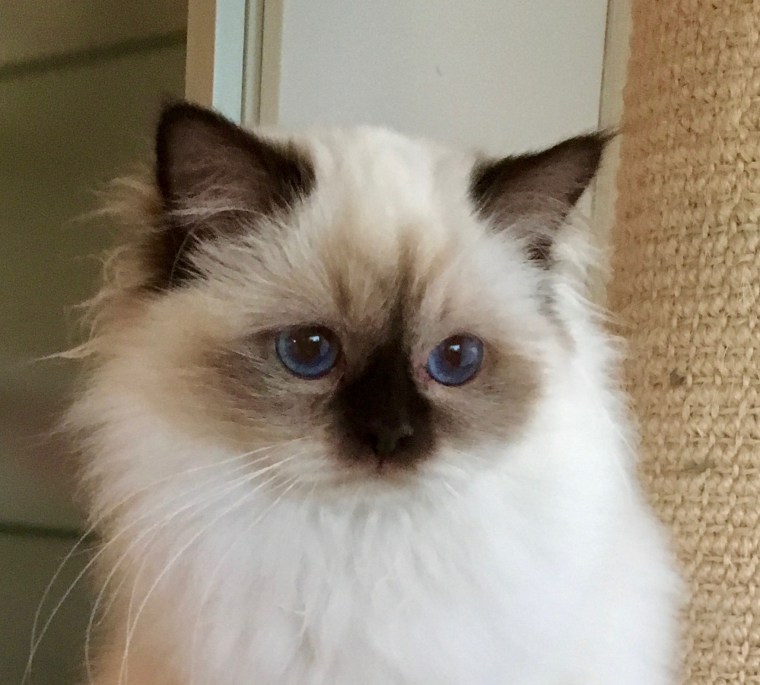 Shapur Havana, SBI b, 15 months