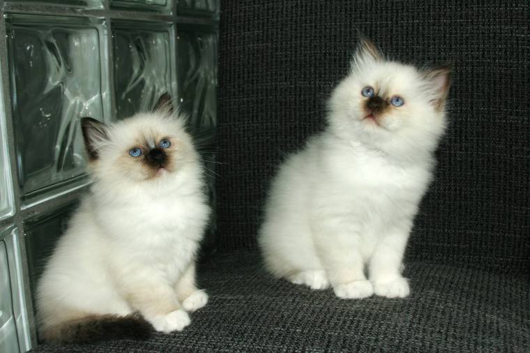 Kenan and Aslan, 8 weeks