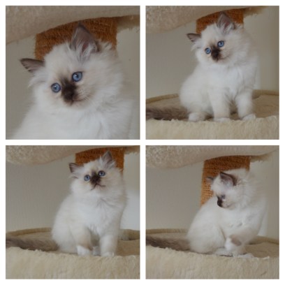 Shapur Keram, 11 weeks