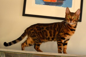 Shapur Dhara, 10 mnd