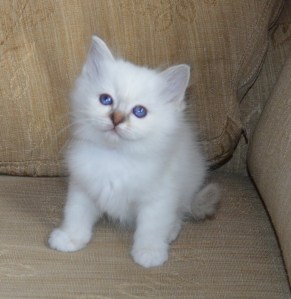 She´s the one 7 uker