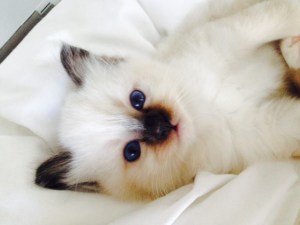 Shapur Puma, 6 weeks