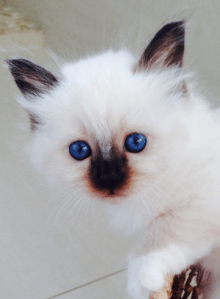 Shapur Puma, 6 weeks