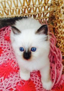 Shapur Cara, 6 weeks