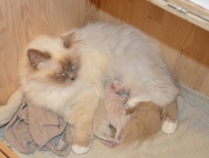 Milla med kullet- 2 dager