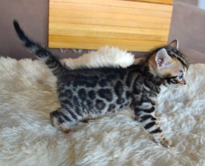 Shapur Chablis, 4 weeks