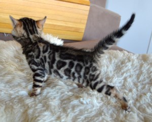 Shapur Chablis, 4 weeks