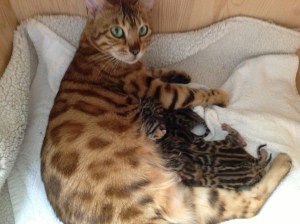 Frøyas litter- newborn