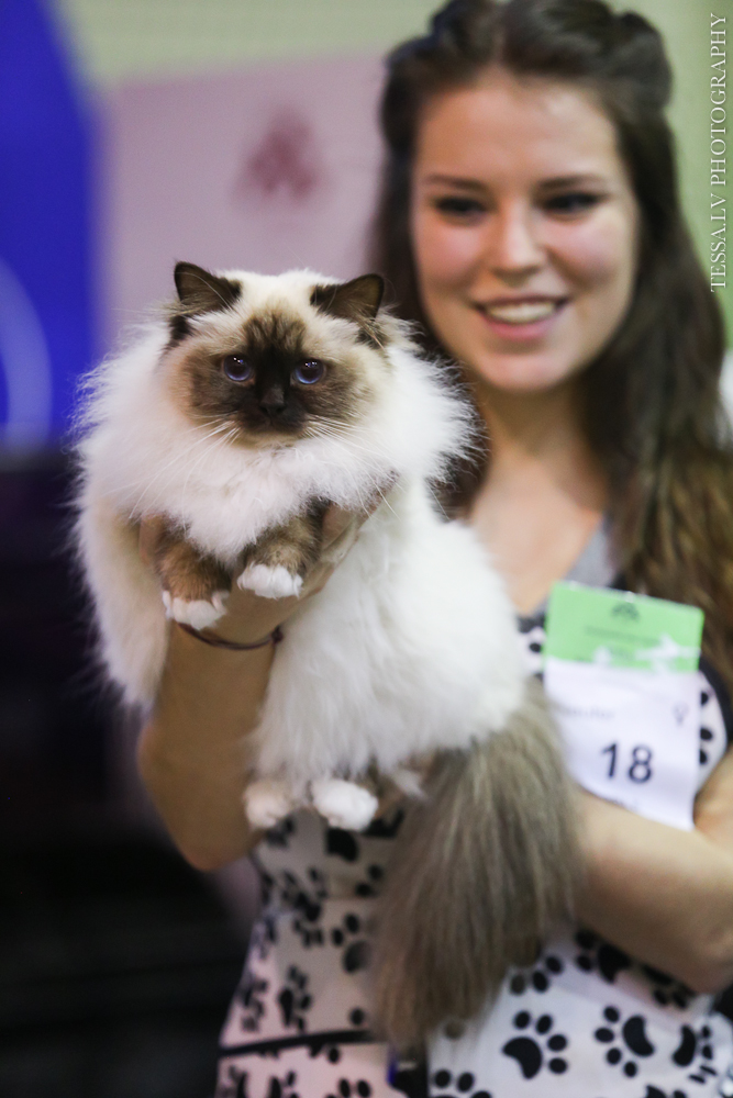 Best in show Riga-2017