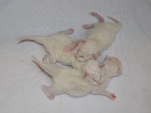 The litter, 3 days old