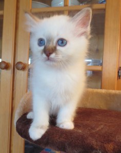 Pedrera, 2 mnd- for sale