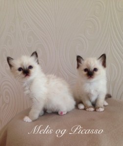 Picasso and Melis, 6 weeks - are going to Bodø- together in the same home. :)
