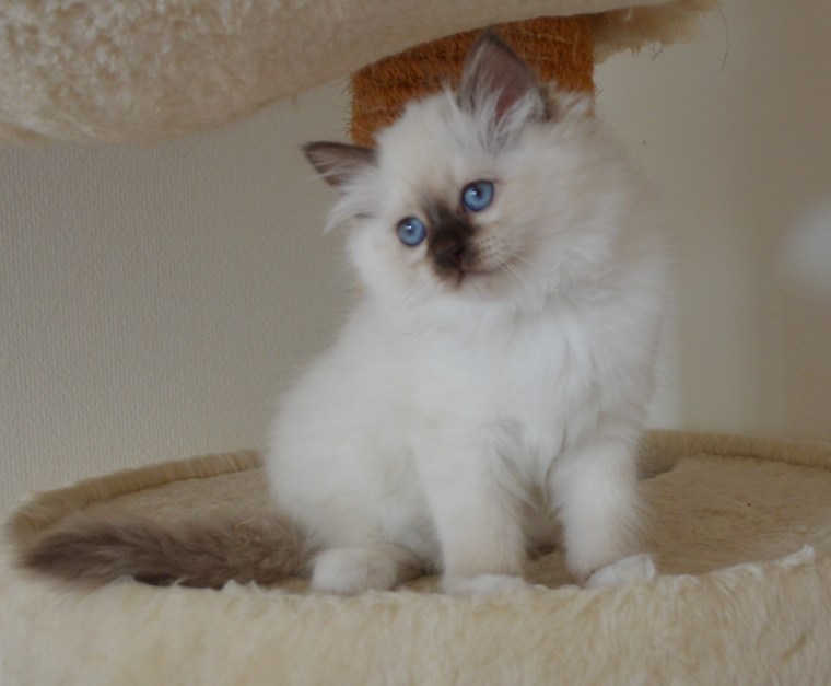Keram, 11 weeks