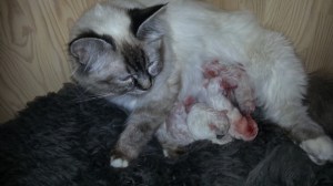 Newborn