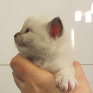 Emine, 4 weeks