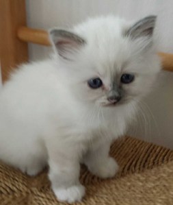 Bluebell, SBI g, 6,5 weeks