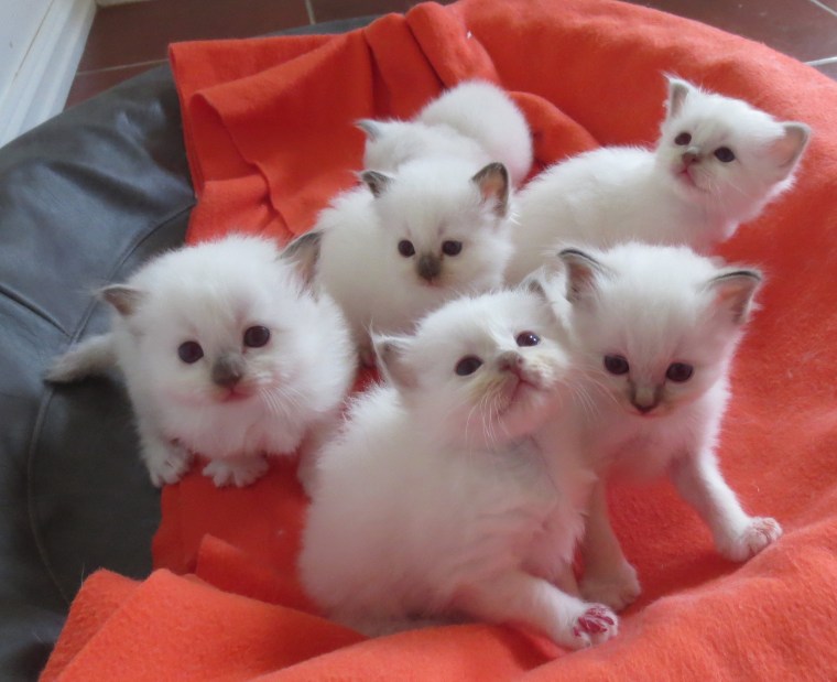 26 dager- sammen med Cuba-kullet