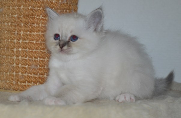 Shapur Escada, 6 weeks