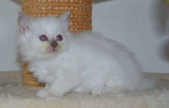 Shapur Violeta, 6 weeks