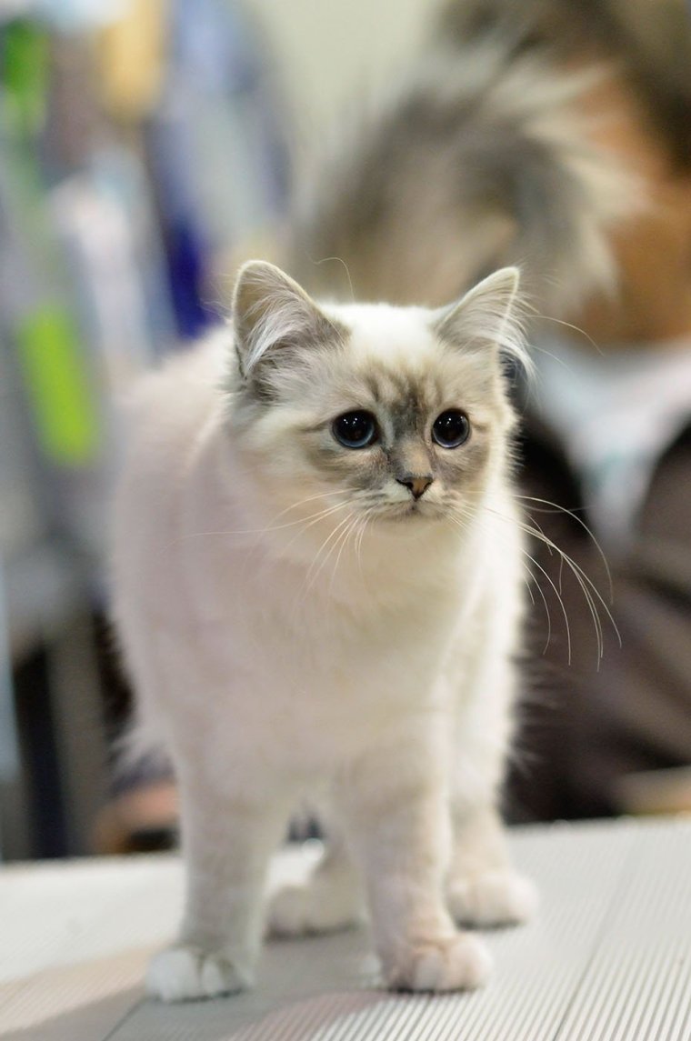 Escada, 6 months at Berak