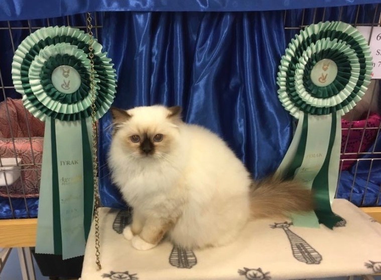 HAVANA, BEST in Show 09.04 og 10.04.2016 