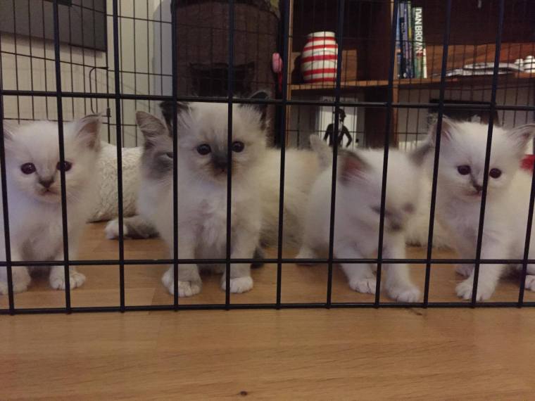 12874348_10153893821421223_1979001180_o