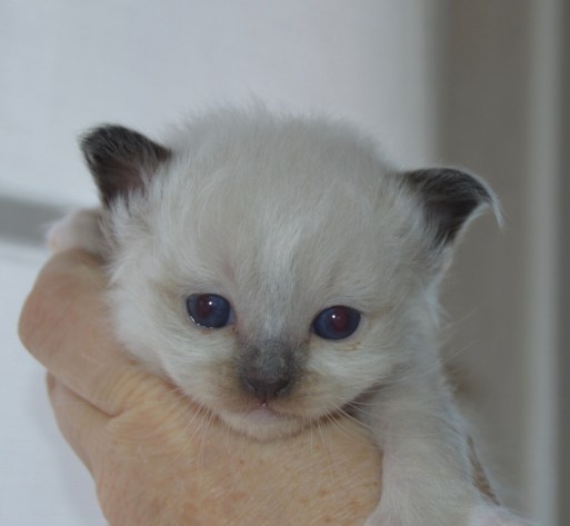 Epsilon, SBI n- 3 weeks