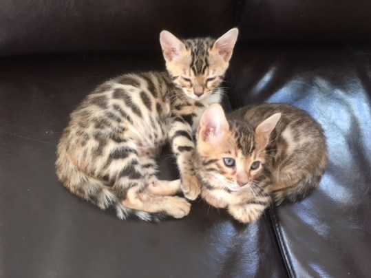 Sarabi and Mufasa- 6,5 weeks