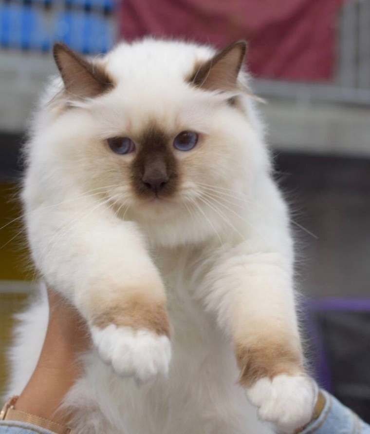 5 months-at the show in Madrid- BIS both days